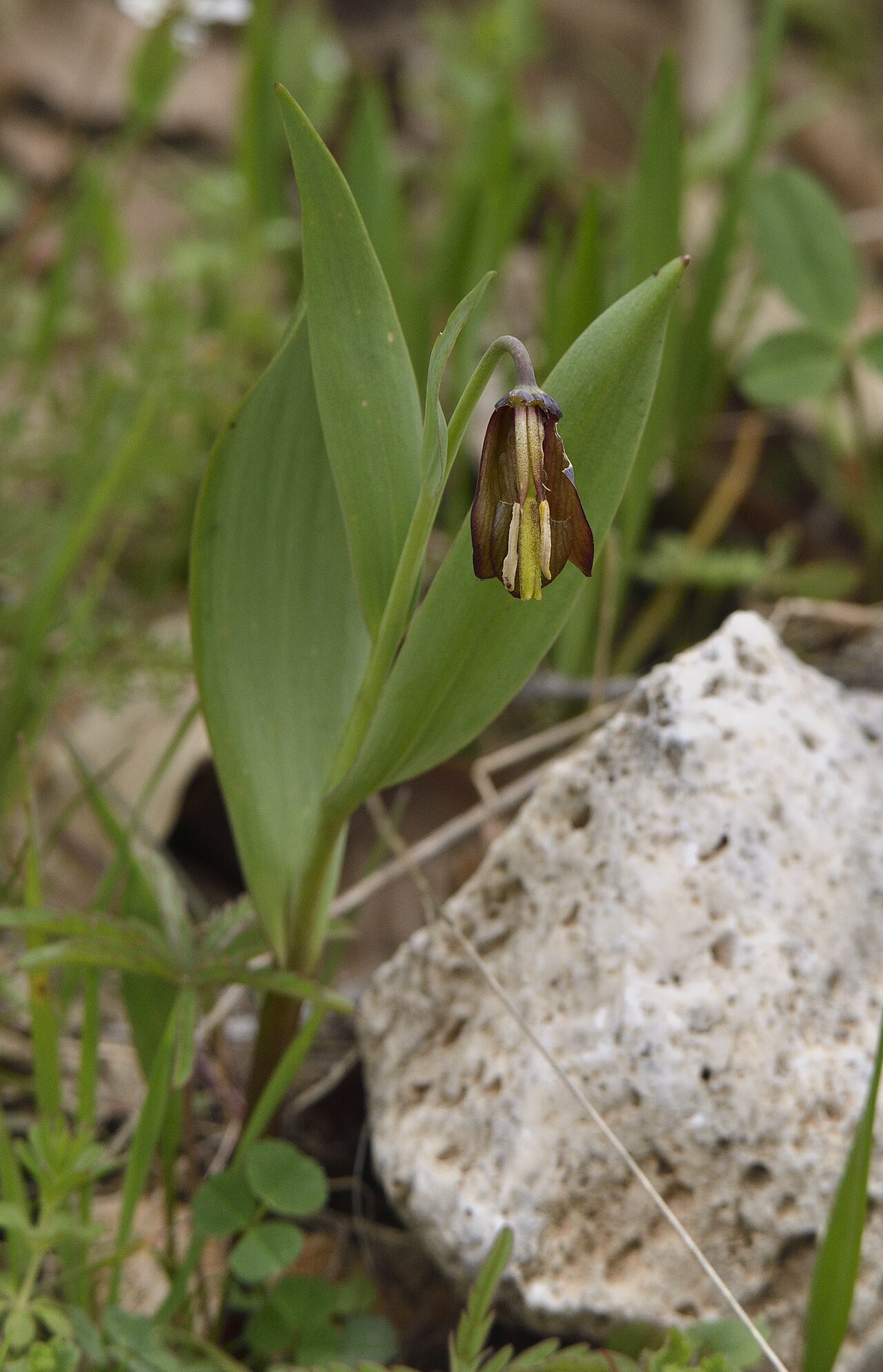 Fritillaria pinardii: Stûxwarika ermenan