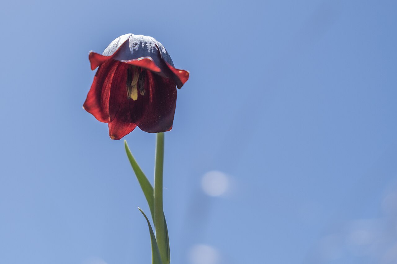 Fritillaria pinardii: This is a photo of a natural site in Armenia identified by the ID