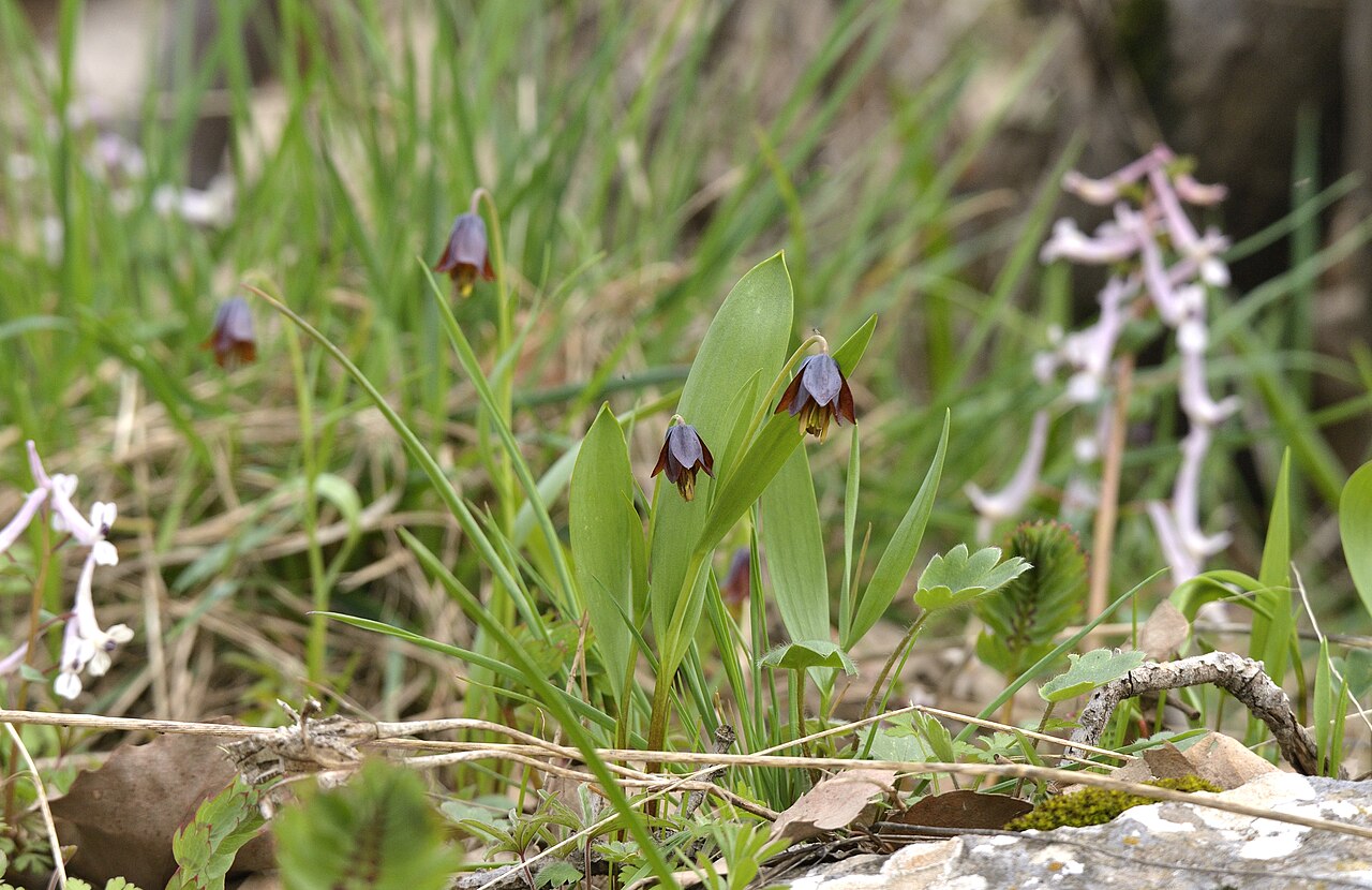 Fritillaria pinardii: Stûxwarika ermenan