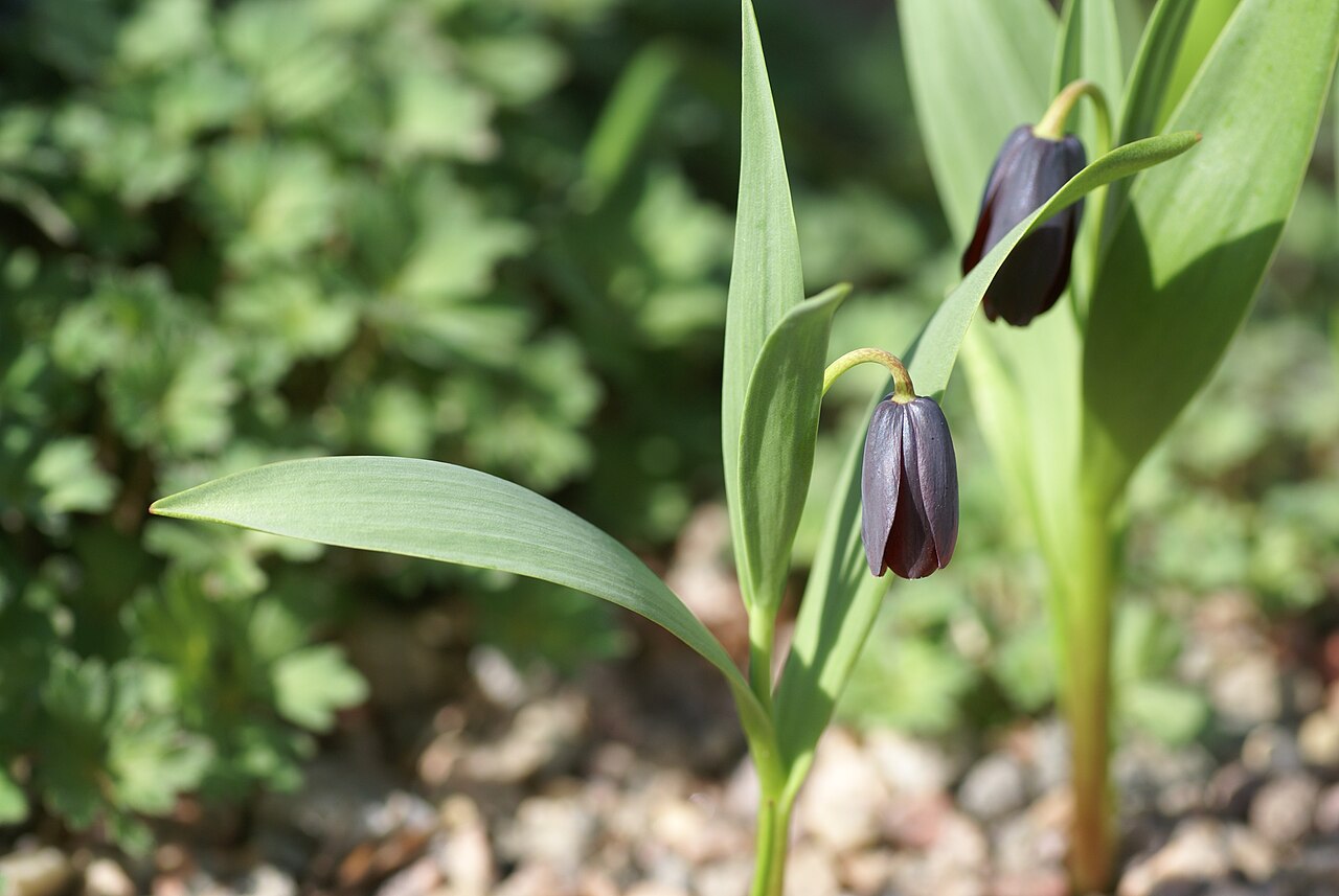 Fritillaria pinardii: Plant species Fritillaria armena in Göteborgs botaniska trädgård in Gothenburg, Sweden