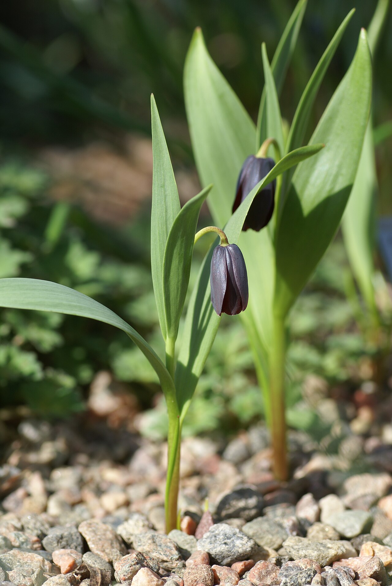 Fritillaria pinardii: Plant species Fritillaria armena in Göteborgs botaniska trädgård in Gothenburg, Sweden