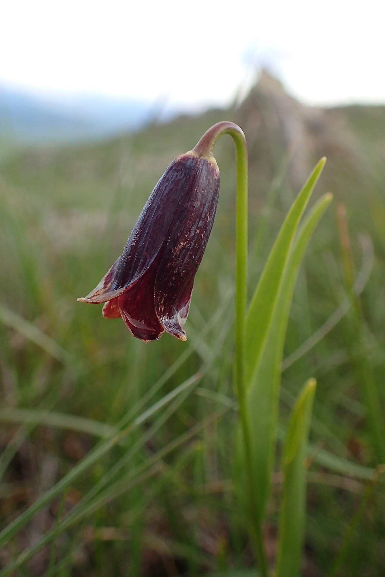 Fritillaria pinardii: Fritillaria armena on vulcano slope near Madina