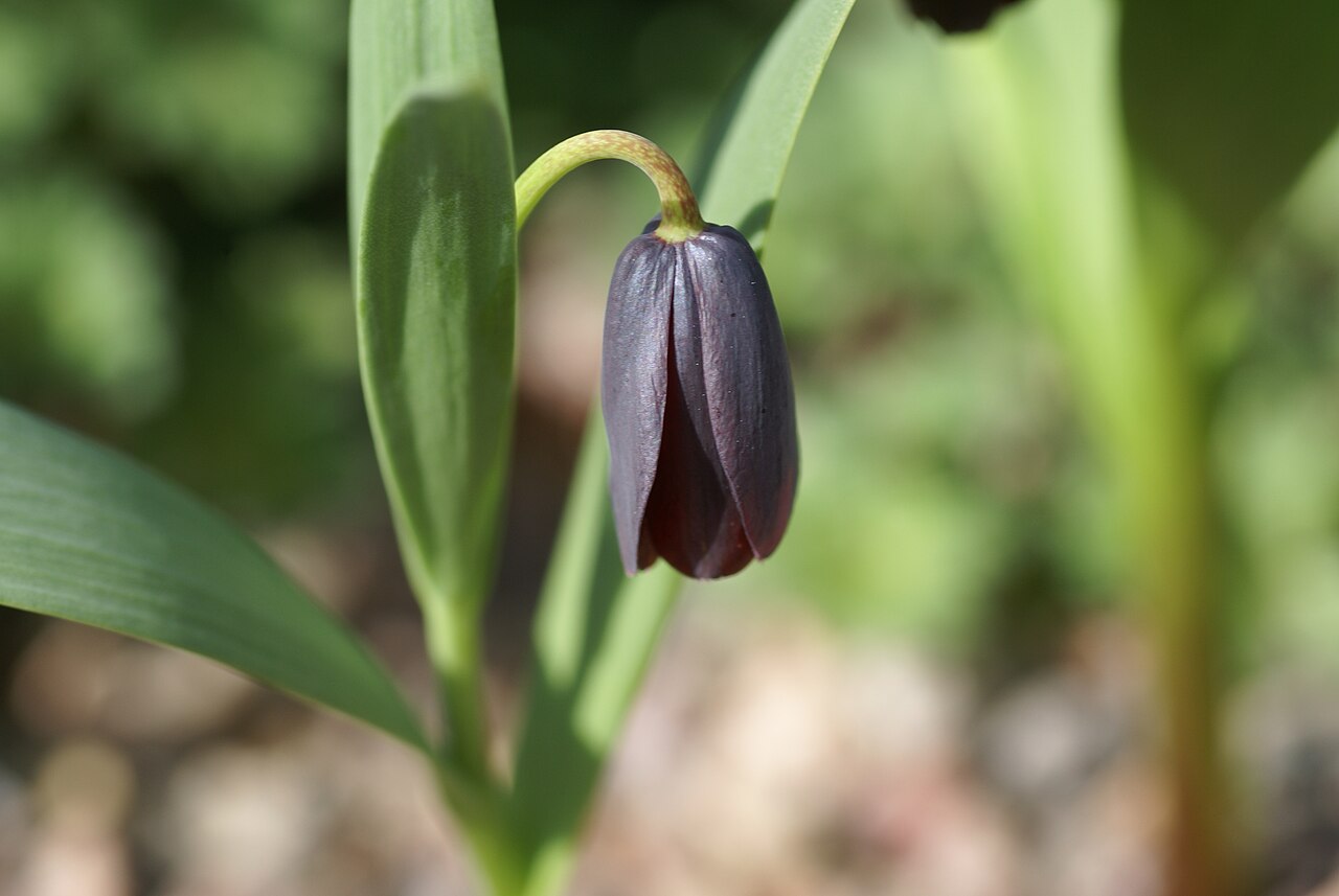 Fritillaria pinardii: Plant species Fritillaria armena in Göteborgs botaniska trädgård in Gothenburg, Sweden