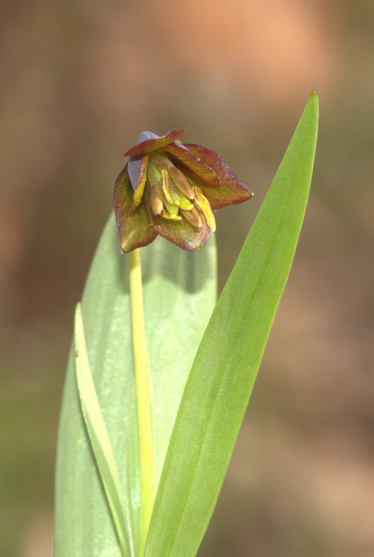 Fritillaria pinardii: Stûxwarika ermenan- nêrek