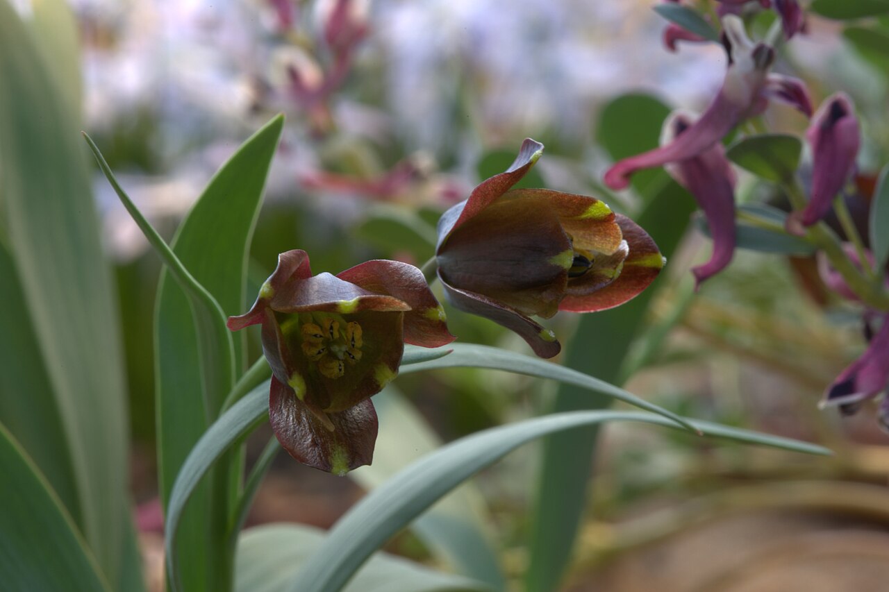 Fritillaria pinardii: Fritillaria zagrica in Gothenburg Botanical Garden. Plant id: 1994-2275 p W -- Bak. Khan.