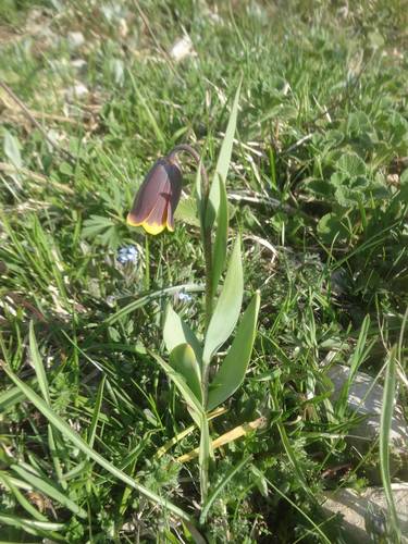 Fritillaria pinardii (Fritillaria pinardii)