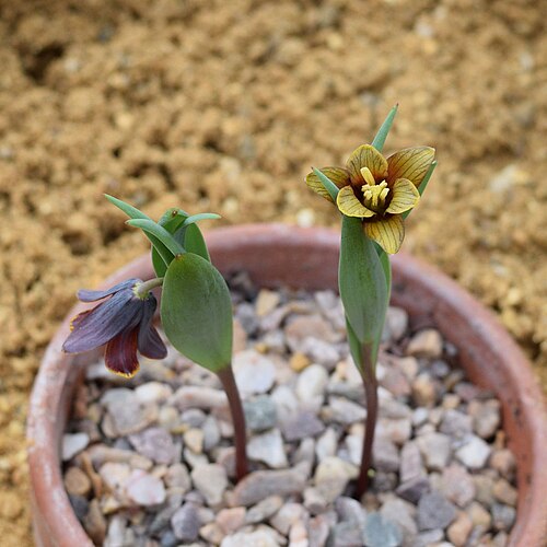 Fritillaria pinardii: Fritillaria pinardii . Cambridge Botanic Gardens, England.