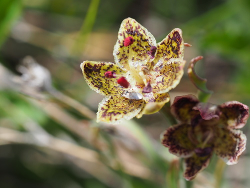 Pinewoods fritillary (Fritillaria pinetorum)