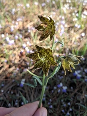 Pinewoods fritillary (Fritillaria pinetorum)