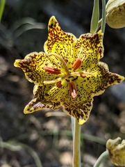 Pinewoods fritillary (Fritillaria pinetorum)
