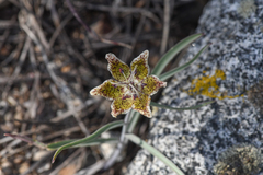 Pinewoods fritillary (Fritillaria pinetorum)