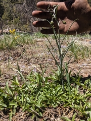 Pinewoods fritillary (Fritillaria pinetorum)