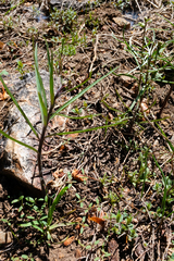 Pinewoods fritillary (Fritillaria pinetorum)