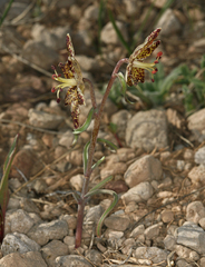 Pinewoods fritillary (Fritillaria pinetorum)