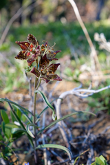 Pinewoods fritillary (Fritillaria pinetorum)