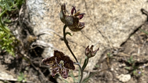Pinewoods fritillary (Fritillaria pinetorum)