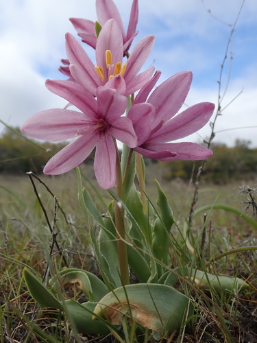Adobe lily (Fritillaria pluriflora)