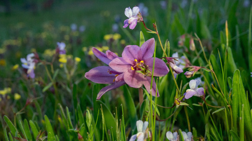 Adobe lily (Fritillaria pluriflora)