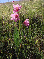 Adobe lily (Fritillaria pluriflora)