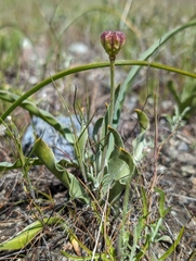 Adobe lily (Fritillaria pluriflora)