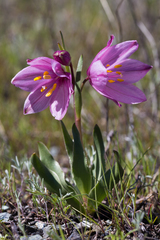 Adobe lily (Fritillaria pluriflora)