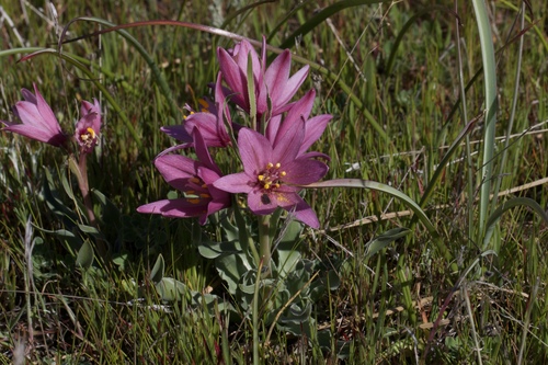 Adobe lily (Fritillaria pluriflora)