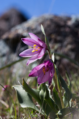 Adobe lily (Fritillaria pluriflora)