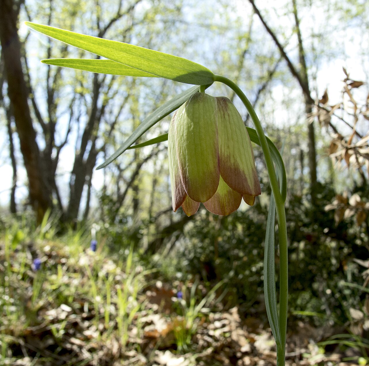 Fritillaria pontica: Рябчик понтийский / Fritillaria pontica / Черноморска ведрица
