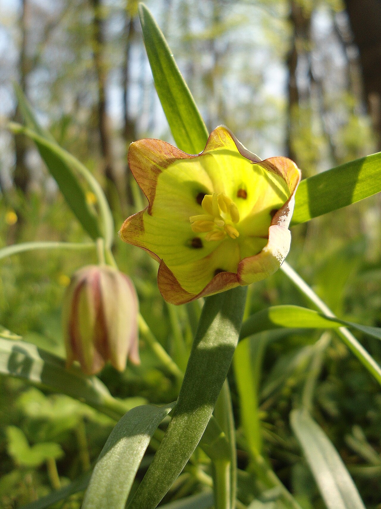 Fritillaria pontica: Wild Pontian fritillaries ( Fritillaria pontica ), Dòlna Topchìja Nature Reserve.