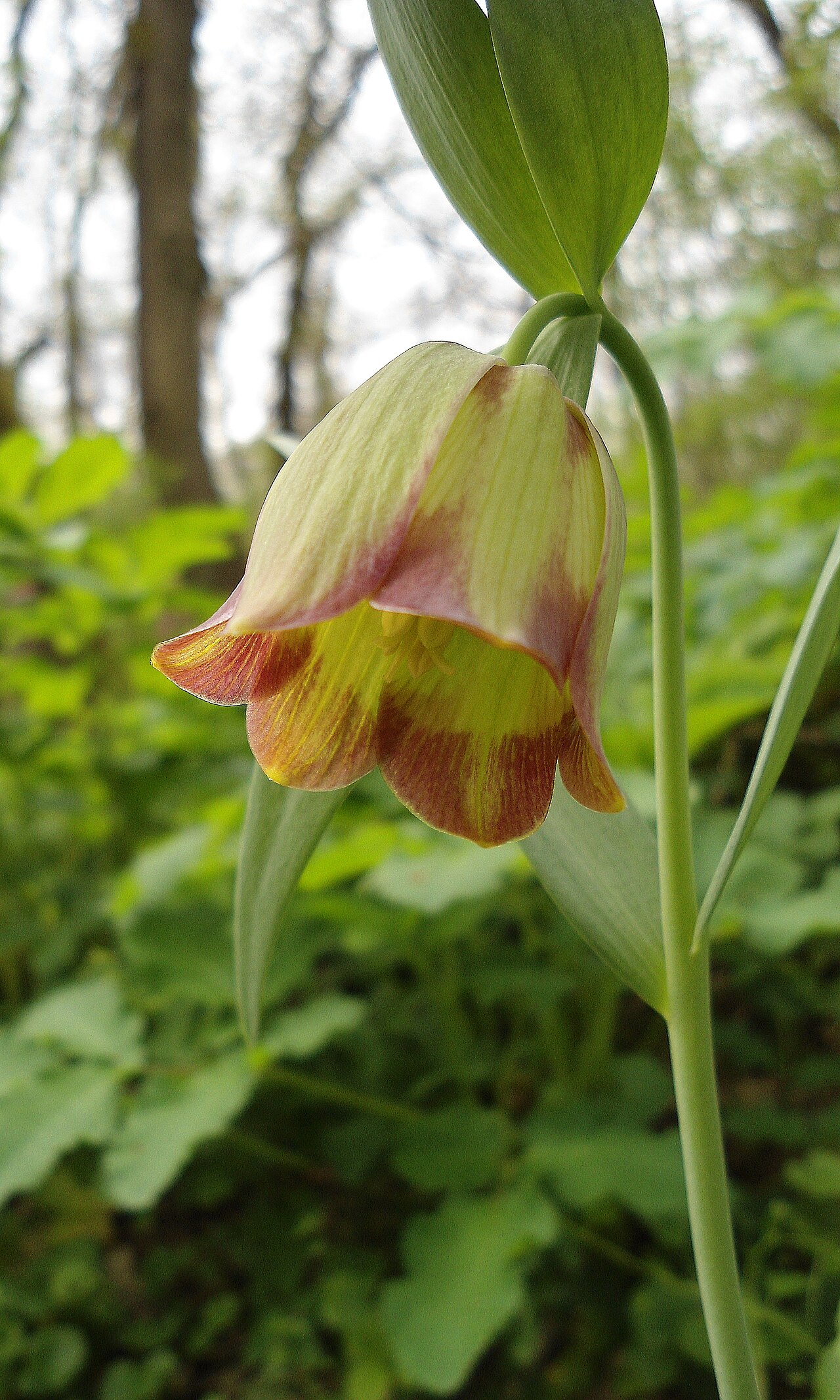 Fritillaria pontica: България е богата на редки представители от род Fritillaria . Понтийската ведрица, макар и лишена от характерната за повечето фритиларии краска с шахматен мотив
