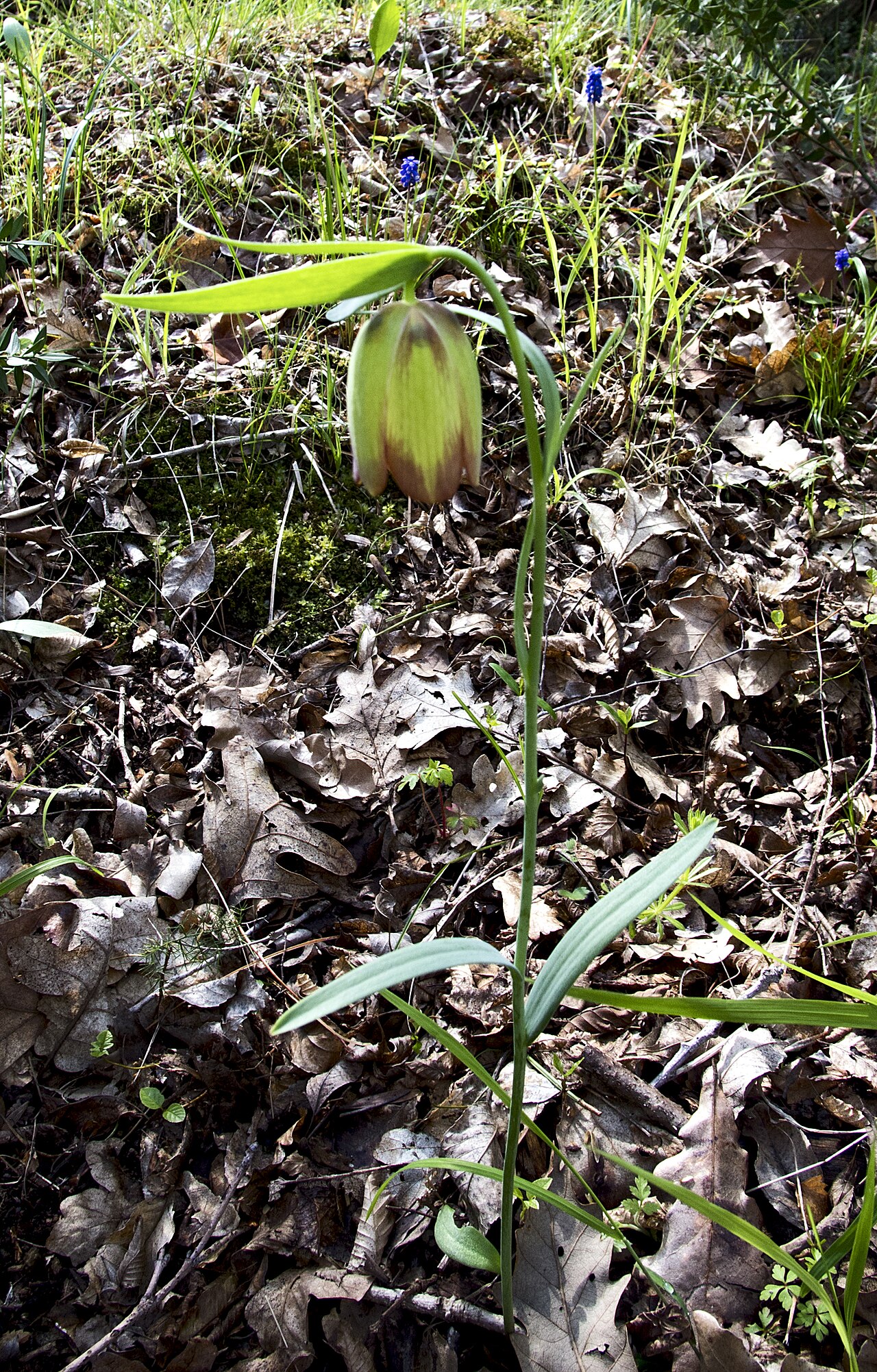 Fritillaria pontica: Рябчик понтийский / Fritillaria pontica / Черноморска ведрица