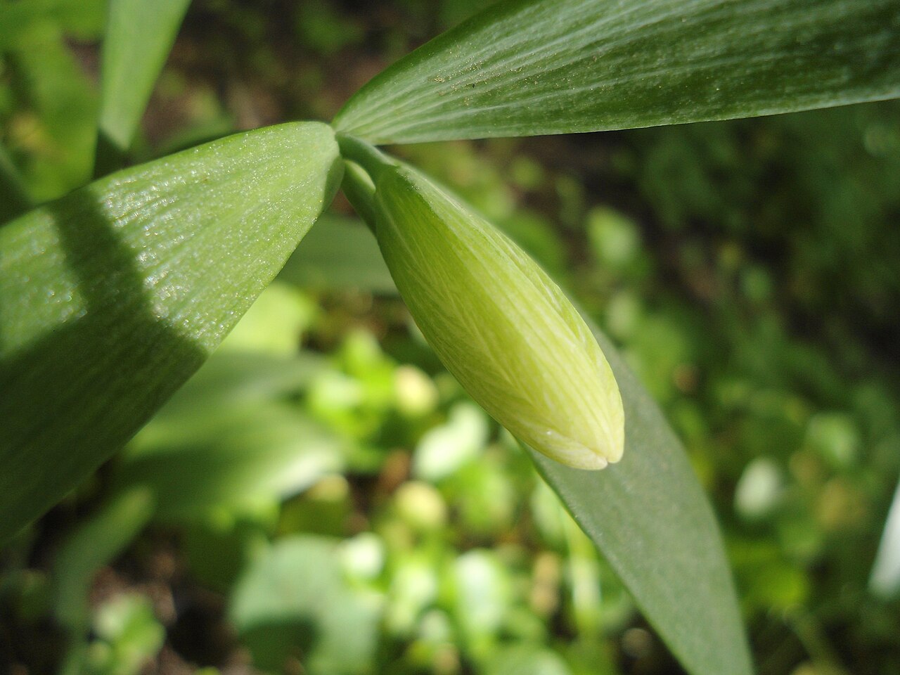 Fritillaria pontica: Черноморска ведрица, неразпъпило съцветие.