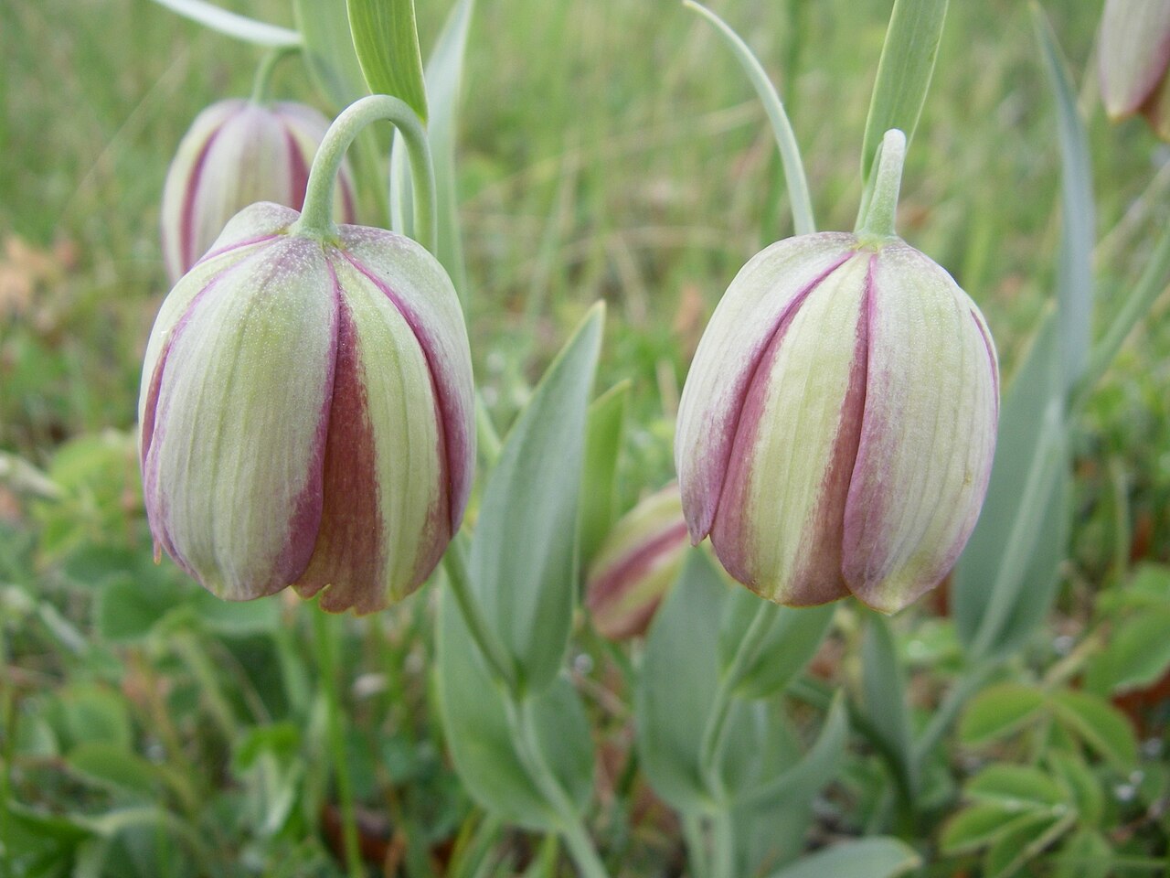 Fritillaria pontica: Fritillaria pontica, the emblematic plant of BBGK, also the logo of the garden.