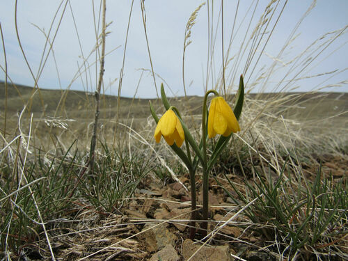 Yellow bell (Fritillaria pudica)