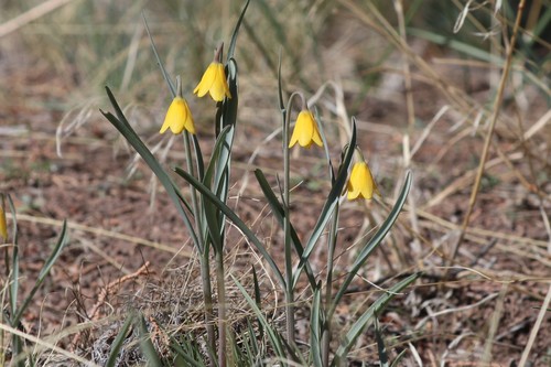 Yellow bell (Fritillaria pudica)