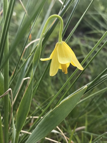 Yellow bell (Fritillaria pudica)
