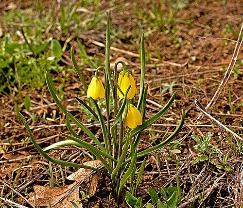 Yellow bell: Fritillaria Pudica
