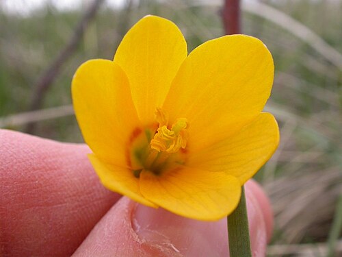 Yellow bell: Fritillaria pudica flower