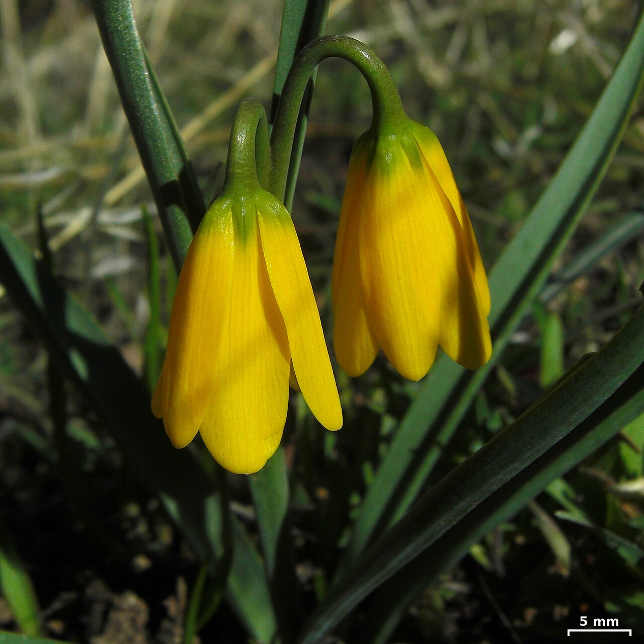 Yellow bell: Pike Creek, Steens Mountain, Oregon, 20130409