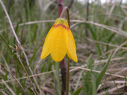 Yellow bell: Fritillaria pudica flower