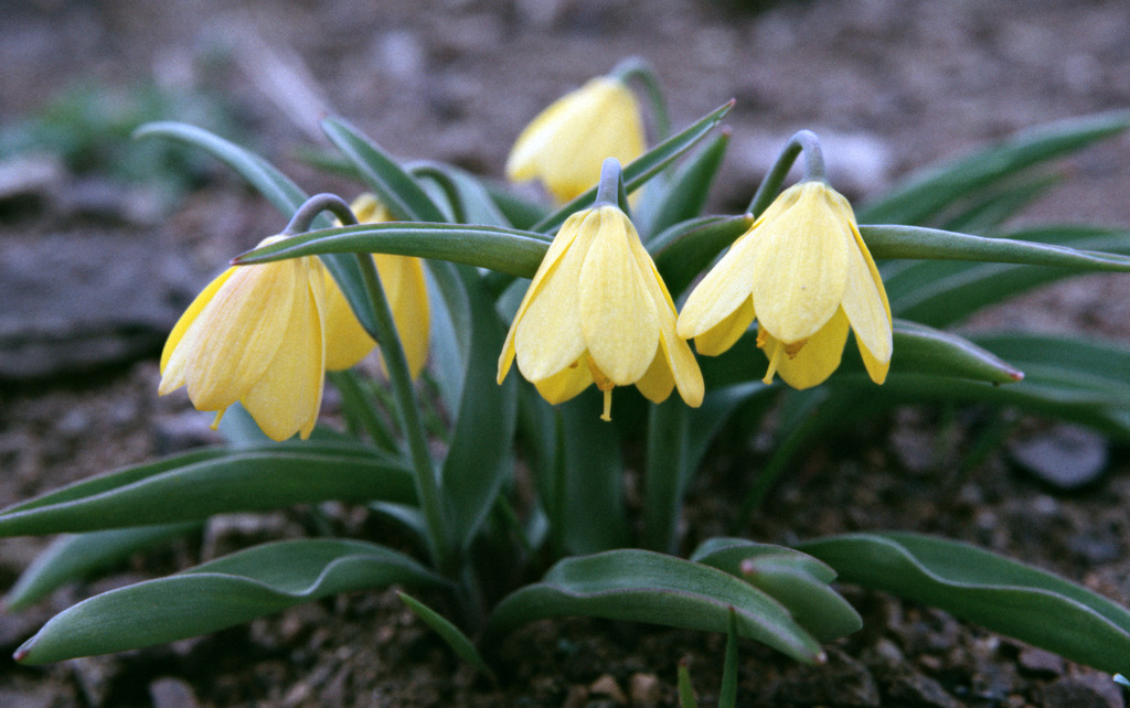 Yellow bell (Fritillaria pudica)