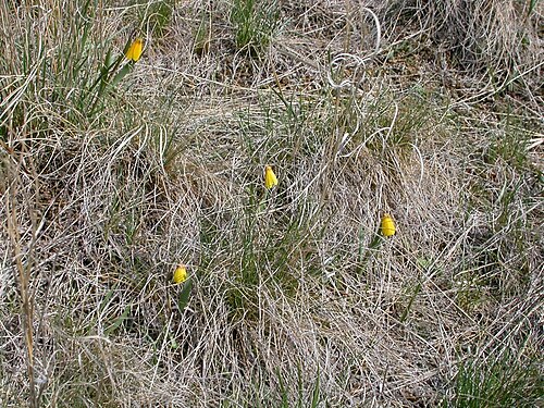 Yellow bell: Fritillaria pudica habit