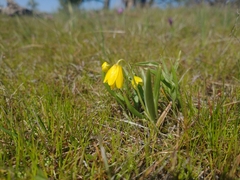 Yellow bell (Fritillaria pudica)