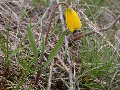 Yellow bell: Fritillaria pudica in Bozeman, Montana, USA