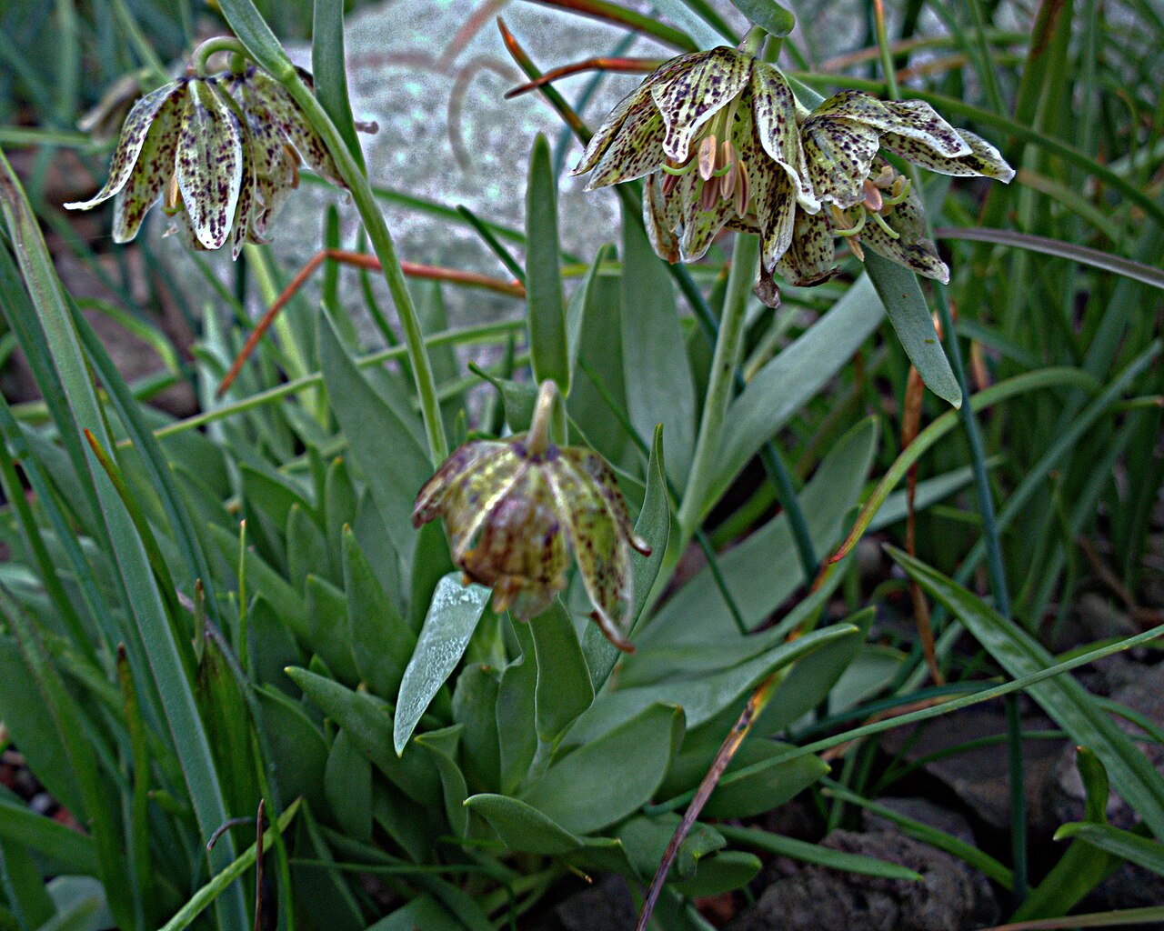 Purdy's fritillary: Fritillaria purdyi—Purdy's fritillary. Included in the CNPS Inventory of Rare and Endangered Plants on list 4.3 (limited distribution). A watch list plant for C