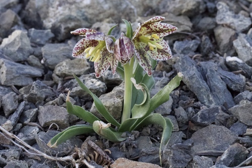 Purdy's fritillary (Fritillaria purdyi)
