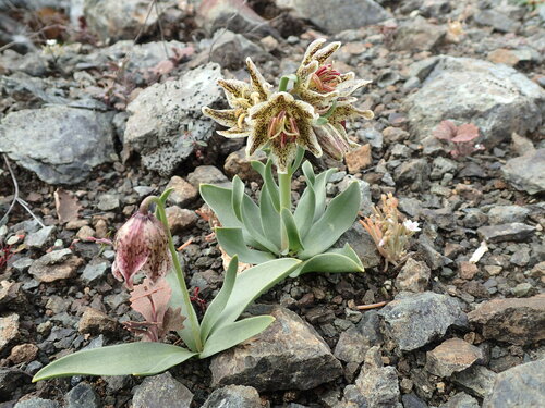 Purdy's fritillary (Fritillaria purdyi)