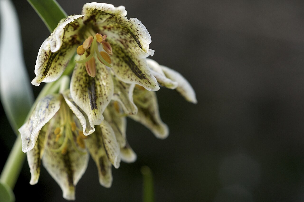 Purdy's fritillary: Fritillaria purdyi - a species from California . Photographed at Tilden Regional Parks Botanic Garden, East Bay, San Francisco Bay Region