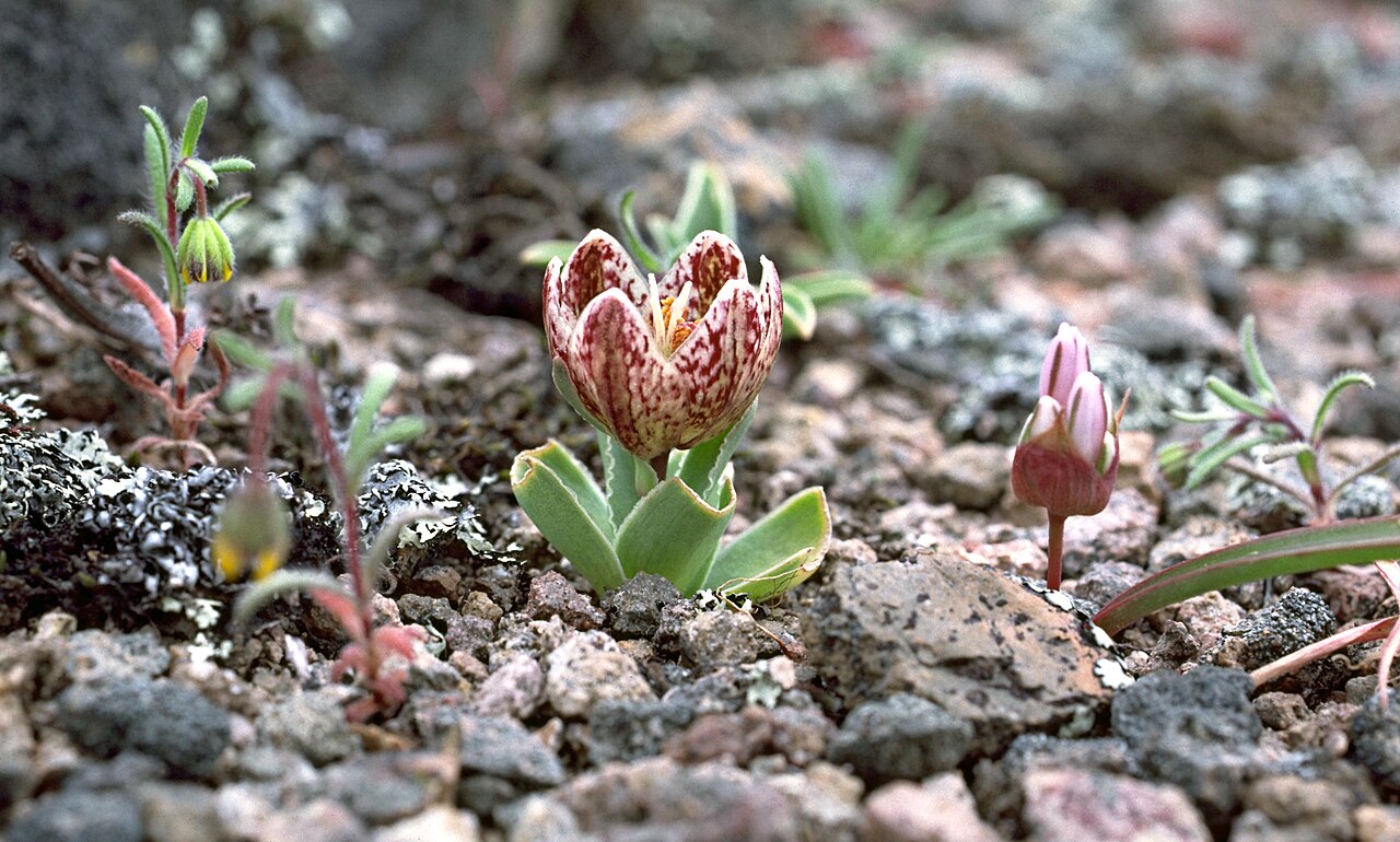Purdy's fritillary: In gravelly volcanic soil at the north end of the St. Helena Palisades area, southeast of the crest of Highway 29 on Mt. St. Helena, Napa County, California, Ap