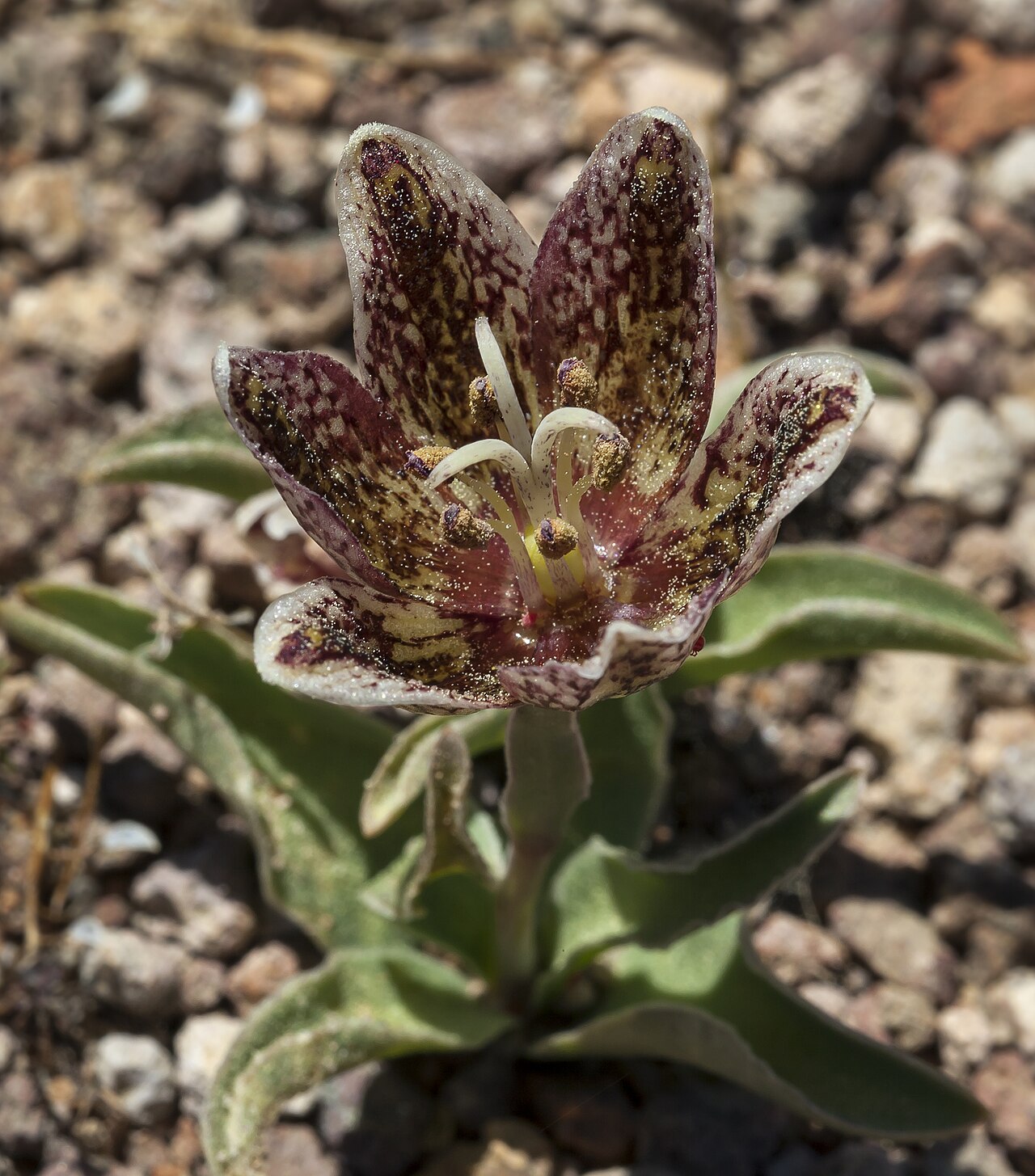 Purdy's fritillary: Fritillaria purdyi (Purdy's fritillary). In open stony country in the St. Helena Palisades, Napa County, California.